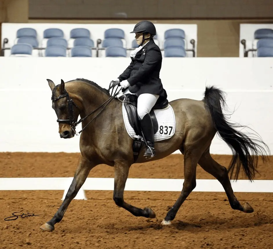 Equestrian rider performing dressage on brown horse.