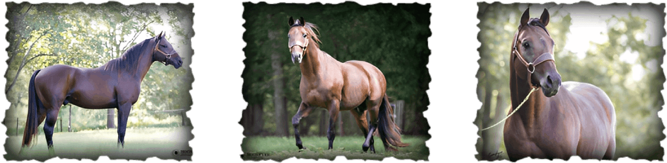 Three horses standing in outdoor settings.